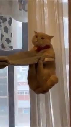 The Most Hilarious Cat vs Dog Moments You’ll Ever See!