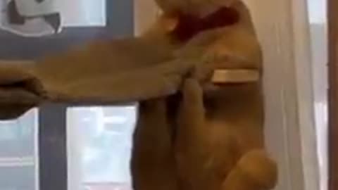 The Most Hilarious Cat vs Dog Moments You’ll Ever See!