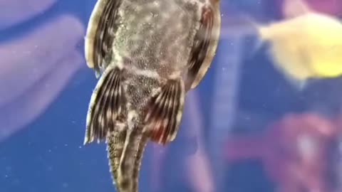 😱🐟 Fish Singer: The Worst Performance Ever! | FunFM
