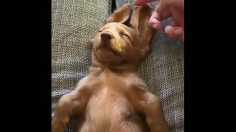Funny animals || dogs and babies funny clips | PetHilarity