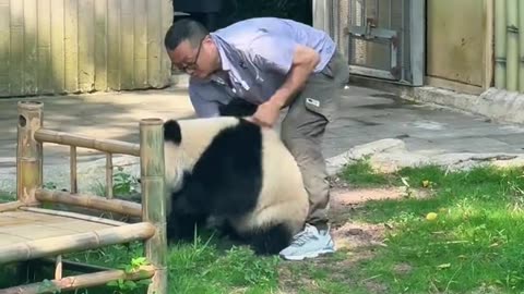 The panda wanted to escape but was caught and brought back.