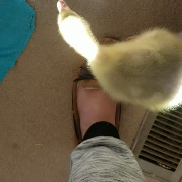 One of Lemongrab's first videos, just hanging out and exploring the nursery room.| #SparklegleamFarm