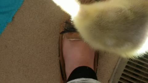 One of Lemongrab's first videos, just hanging out and exploring the nursery room.| #SparklegleamFarm