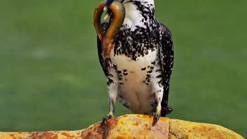 birds before eating their prey