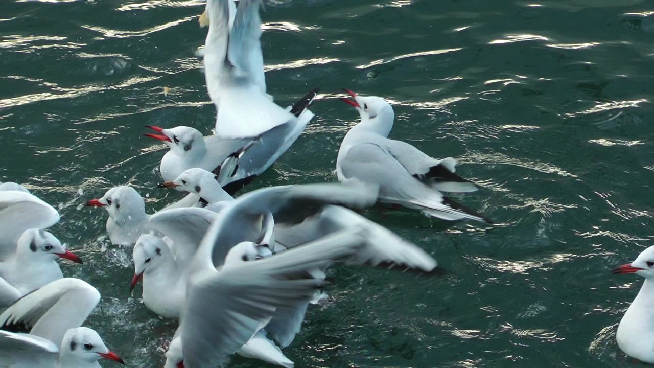 Animal Bird Seagulls