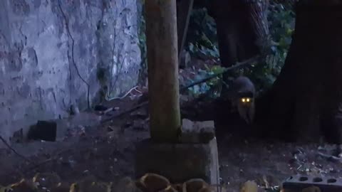 Two young raccoons waiting in the dark to steal cat food :)