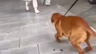 Dogs Remember You Forever
