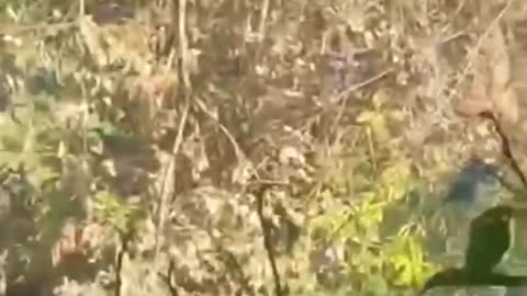 🦁🔫 Myanmar War | Lion Battalion Fighter Fires at Enemy | RCF