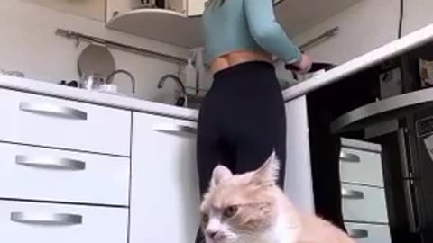 Funny animal videos, When Cats Plead for food🐈🐈🐈😀
