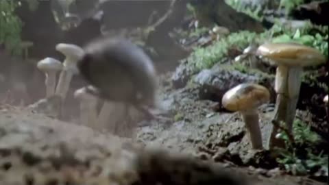 Volkswagen - The 21st century Beetle TurboCharged - Advert (2011)