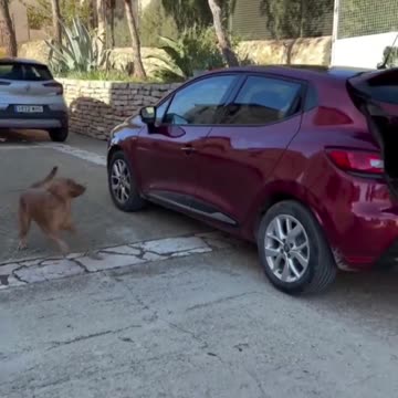 Dog’s excited to discover that her family also adopted her sister.. 🥹