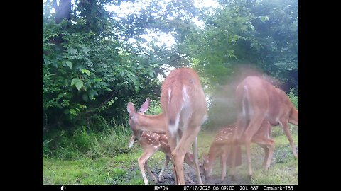 Deer Cam 07-17-2025 Does And Fawns Crowded Game Cam Cam