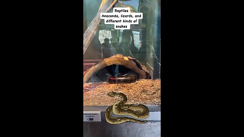 Anaconda