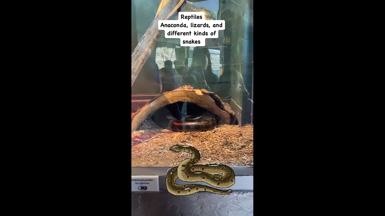 Anaconda