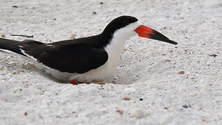 Drama at the Redington Shores Black Skimmer Colony: A Tale of Wandering and Duty