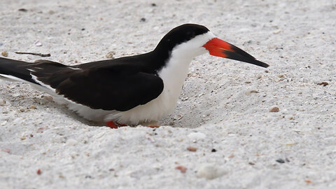 Drama at the Redington Shores Black Skimmer Colony: A Tale of Wandering and Duty