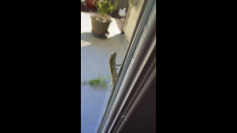 My New Neighbors Are So Nosy!