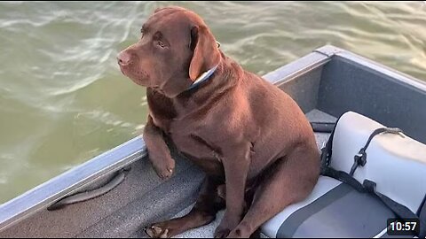 Dogs Are The FUNNIEST in the World 🤣 Funny Animals Videos 2025