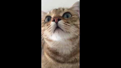 cute kitten meowing
