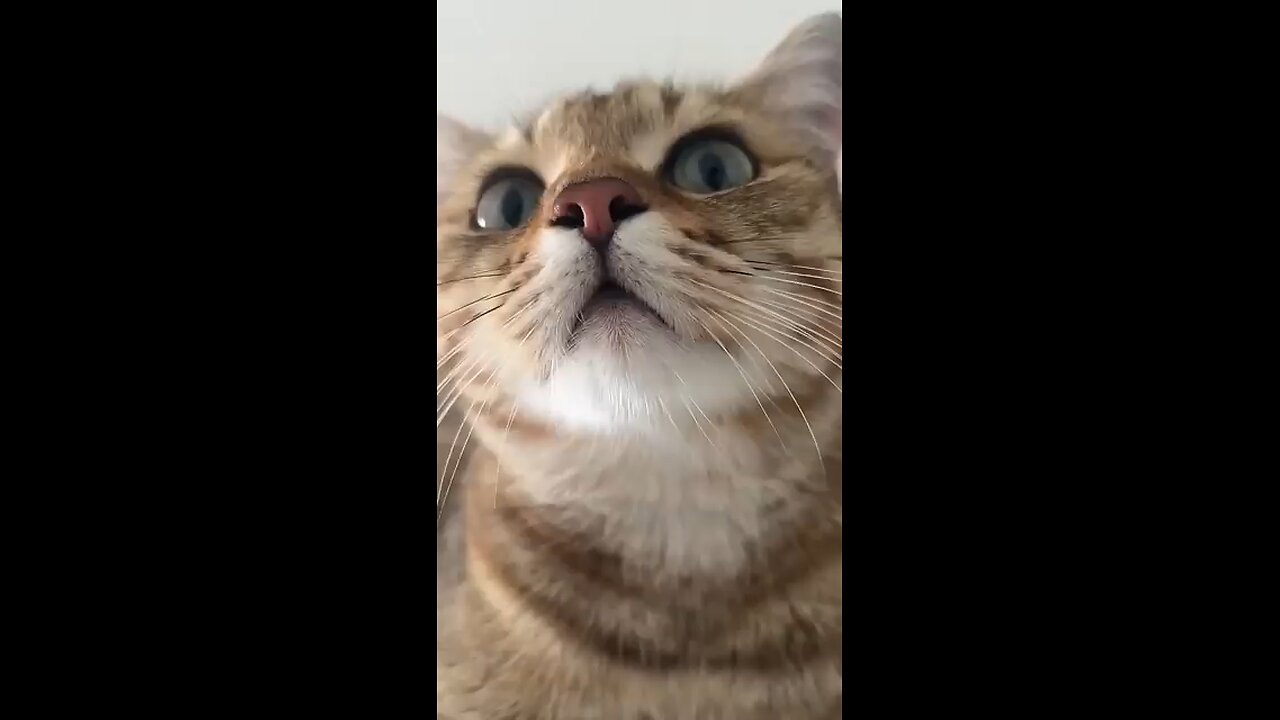 cute kitten meowing