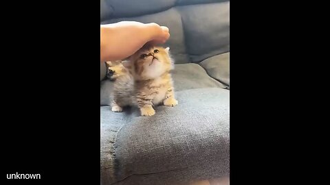 cute baby cats 💖😍