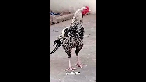 satisfying Video