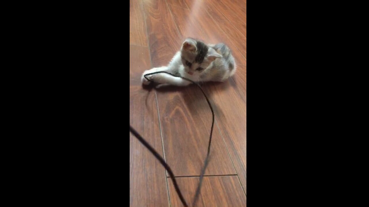 Jumping rope with kittens. So cute!!!!