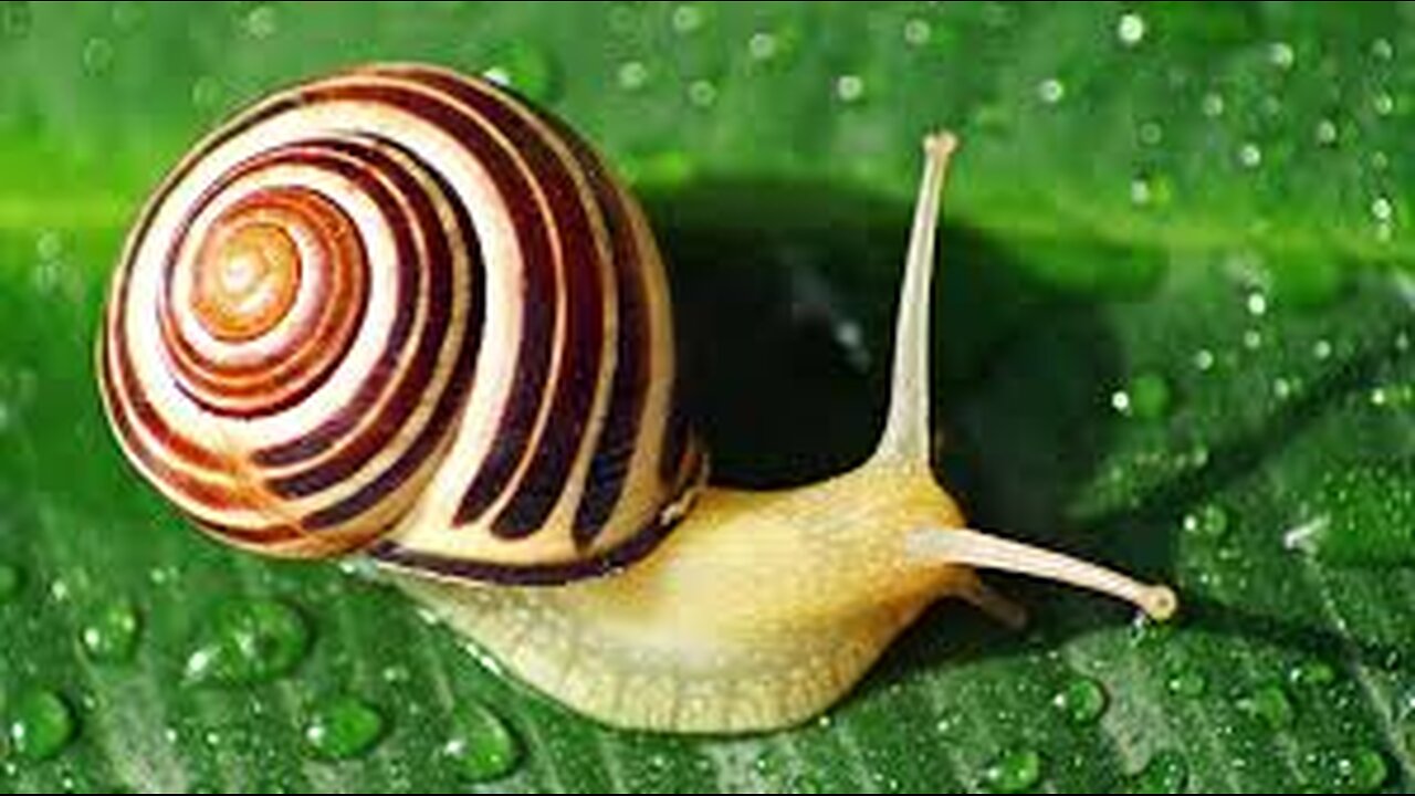 Snails Sleep for 3 Years ?! - Plus a Mind Blowing Fact That Will Shock You !