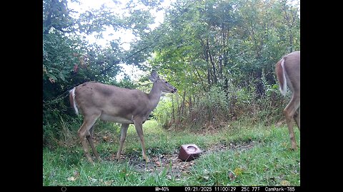 Deer Cam 09 21 2025 Does Game Cam Trail Cam
