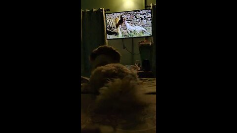 Watching TV #wisky #doglover #dogsofinstagram #dog