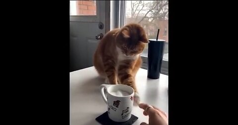 Funny cat videos | Try not to laugh | Cute cats