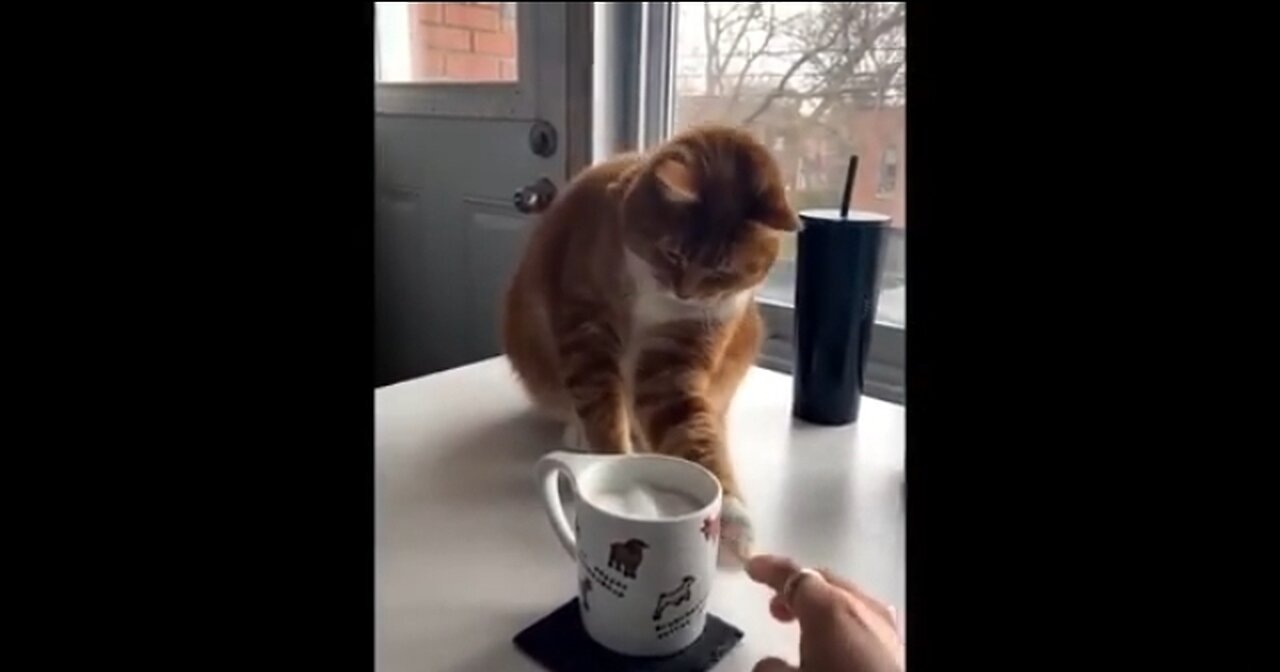 Funny cat videos | Try not to laugh | Cute cats