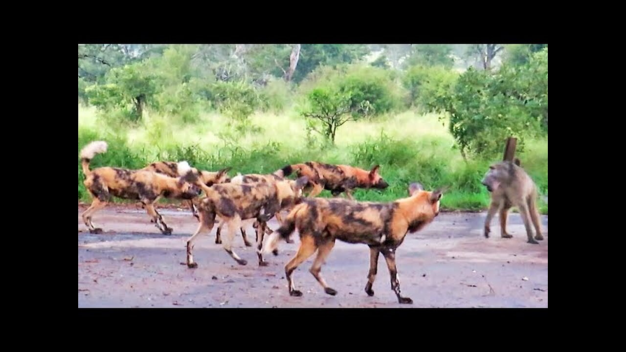 20 Wild Dogs Trap 1 Baboon
