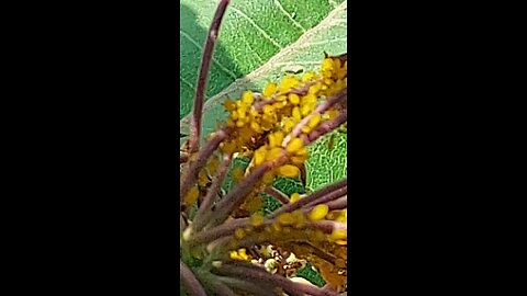 yellow bugs 2of2