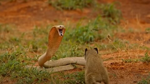 Cobra versus Mongoose | Love Nature