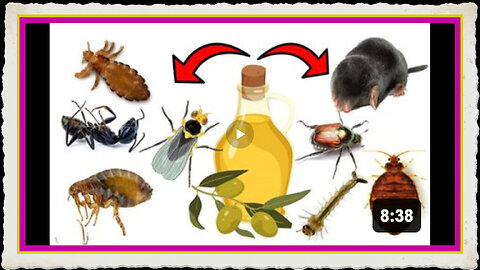 The Pest Control Secret Olive Oil's Surprising Power - Ear mites, Lice, Bedbugs, Leaf Miner, etc