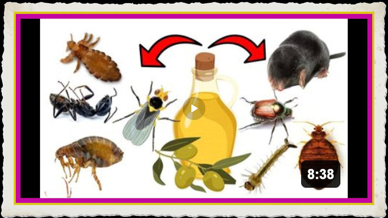 The Pest Control Secret Olive Oils Surprising Power - Ear mites, Lice, Bedbugs, Leaf Miner, etc