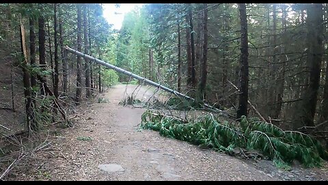 Bigfoot Evidence - a mile of bigfoot tree pushovers in forest road spring