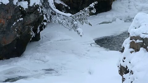 Otters and Bald Eagles in High-Stake Hunt