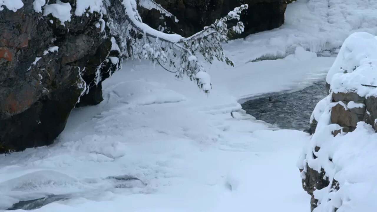 Otters and Bald Eagles in High-Stake Hunt