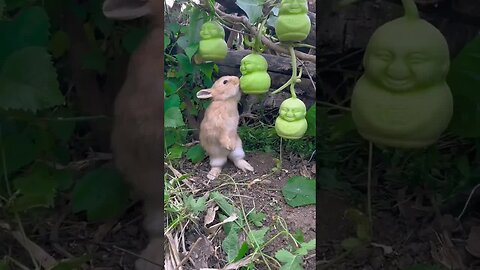 Little rabbit secretly eats ginseng fruit. Cute pet rabbit in the countryside.