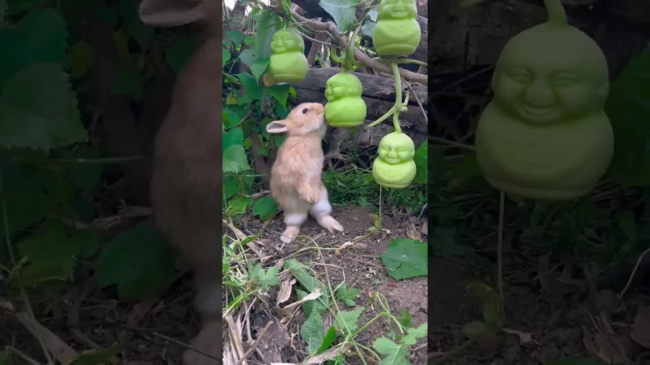Little rabbit secretly eats ginseng fruit. Cute pet rabbit in the countryside.