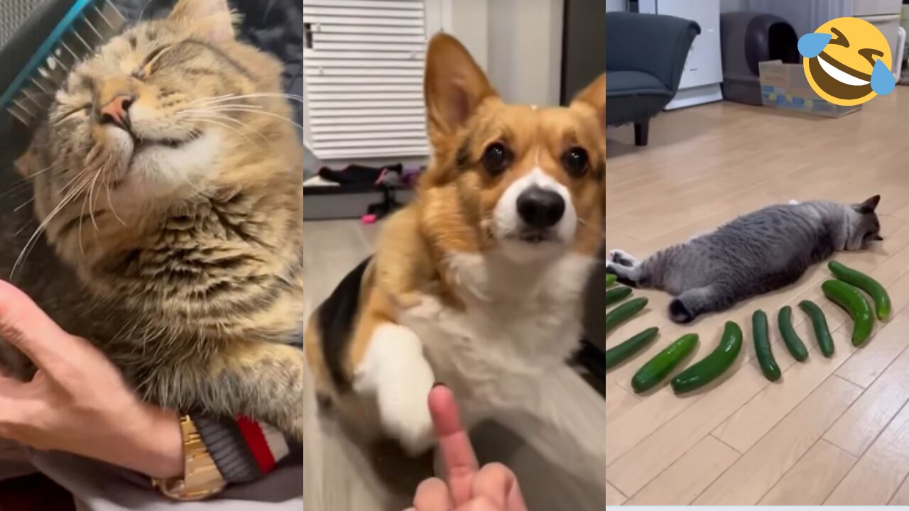 Funniest Cats and Dogs Clips 2025 😼🐶 (Try Not To Laugh!)