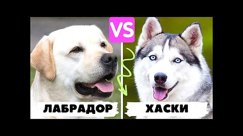 Rottweiler Puppy vs PItbull puppy (HUSKY, DOBERMAN, LABRADOR)