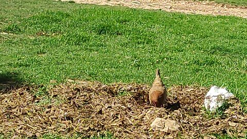 ckicken and nature