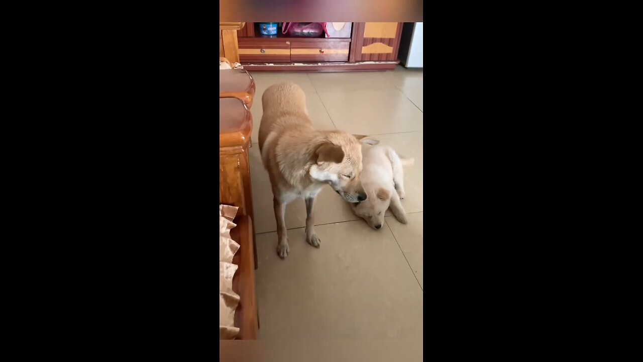 The sleept dogs