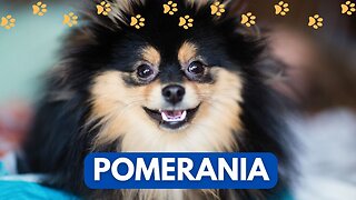 🐶 “Pomerania: Todo sobre este adorable perrito enano 🧡”