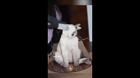 Funny animals video 😂😂