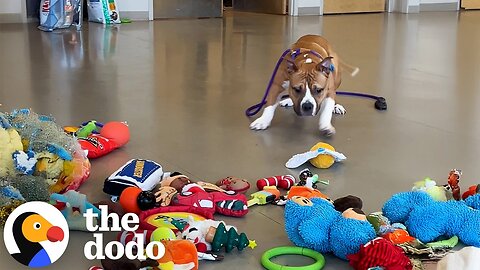 Christmas Came Early For These Shelter Dogs | The Dodo