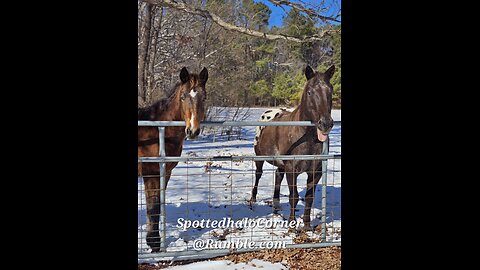 ❤️‍🔥❄️🐎Piss & Vinegar🐎❄️❤️‍🔥